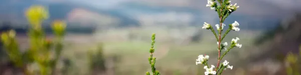 myFynbos Background
