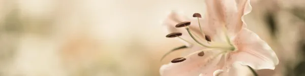 Lillie Cosmetics Background