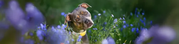 Pro-Pet Background